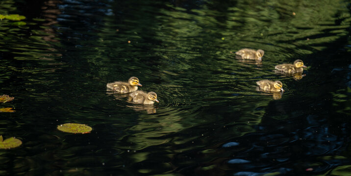 baby ducks