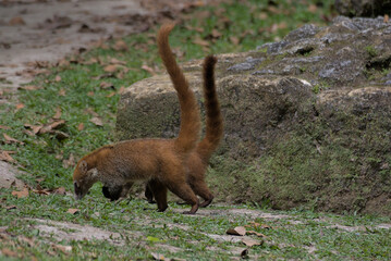 squirrel in the forest