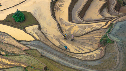 Hmong farmers prepare their fields and plant rice on terraced fields in Mu Cang Chai, Yen Bai....