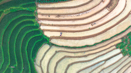 Hmong farmers prepare their fields and plant rice on terraced fields in Mu Cang Chai, Yen Bai....