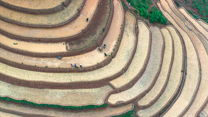 Hmong farmers prepare their fields and plant rice on terraced fields in Mu Cang Chai, Yen Bai....