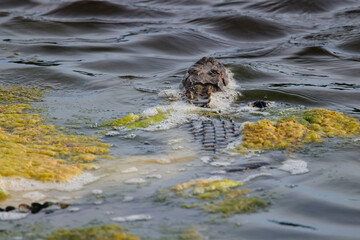American alligator swimming in algae habitat. 