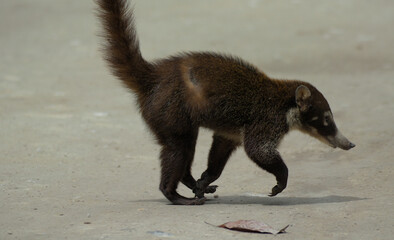 black and white squirrel