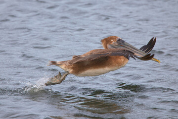 Brown pelican in saltwater marsh habitat. 