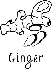 Set ginger vector illustration. Spices in sketch style. Hand drawn. Healthy food. Spices for bakery.