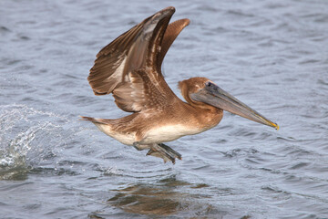 Brown pelican in saltwater marsh habitat. 