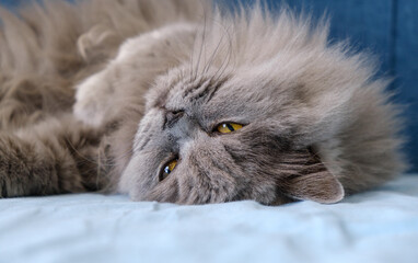 A cat is laying on a blue bed