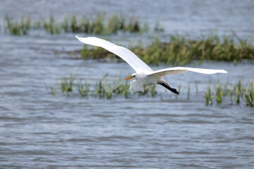 Egret inflight in saltwater marsh habitat. 