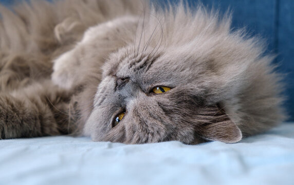 A cat is laying on a blue bed