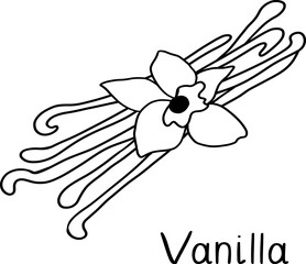 Vanilla flowers with vanilla sticks pods. Sketch hand drawn vector illustration. Isolated on white background.