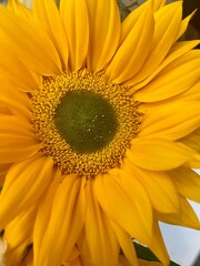 Obraz premium yellow sunflower close up