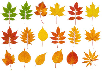 Fototapeta premium Collection of autumn leaves isolated on transparent background