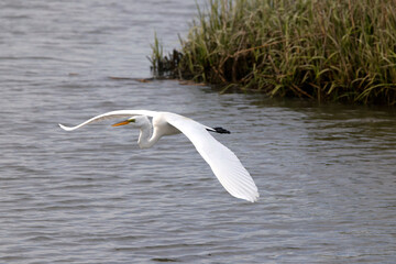 Egret inflight in saltwater marsh habitat. 
