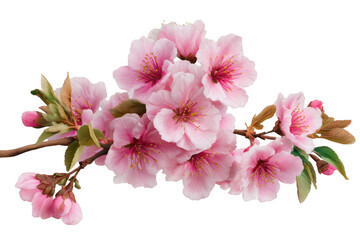 Beautiful cluster of delicate pink cherry blossoms on a branch isolated on transparent background