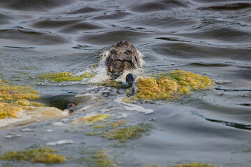American alligator swimming in algae habitat. 