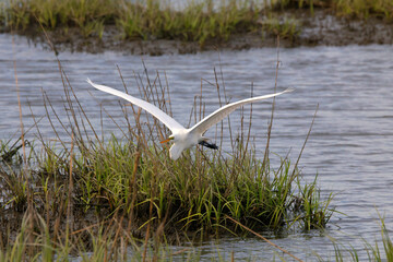 Egret inflight in saltwater marsh habitat. 