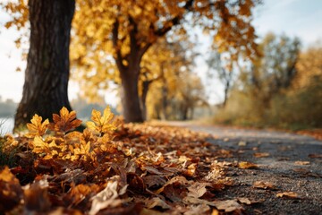 Autumn Leaves on Road