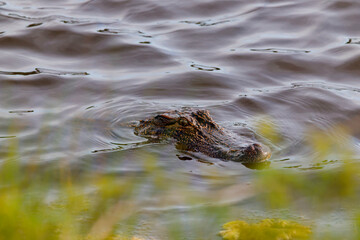 American alligator in habitat. 