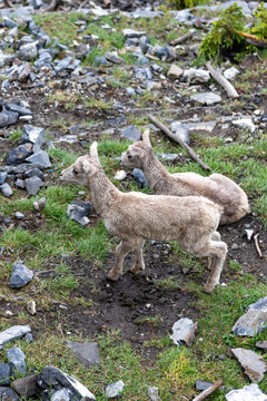 big horn sheep lambs in the mountains