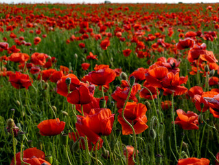 A field of red poppies in the middle of a field