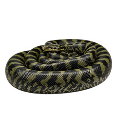Fototapeta premium An impressive wild anaconda showcasing its dark olive and black scales coiled and poised emanating power and quiet threat