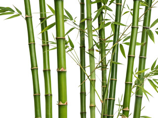 Obraz premium Group of vibrant green bamboo stalks with delicate leaves isolated on a transparent background plant