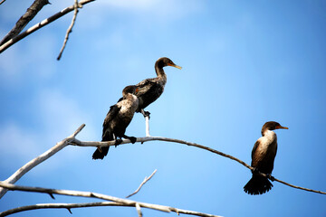 Two-crested cormorant (Nannopterum auritum) in a tree on the shore of Lake Michigan