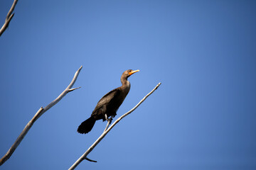 Two-crested cormorant (Nannopterum auritum) in a tree on the shore of Lake Michigan