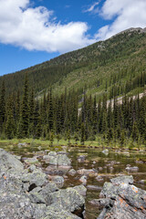 Fototapeta premium riverbed with rocks in mountains, pine trees, sky