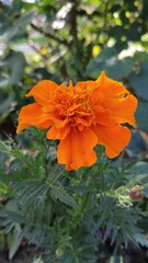 orange flower in the garden