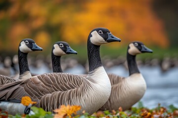 Obraz premium Geese Flying South During Autumn Migration