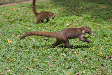 squirrel on the ground