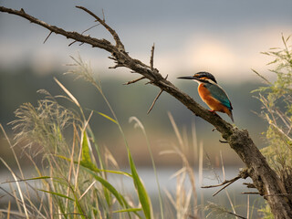 A colorful kingfisher is perched on a slanted branch surrounded by tall grass