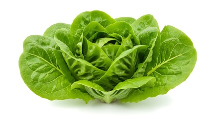 Fototapeta premium Fresh Butterhead Lettuce Head, Isolated on White