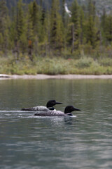 2 Loons on  a lake