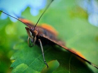 green shield bug
