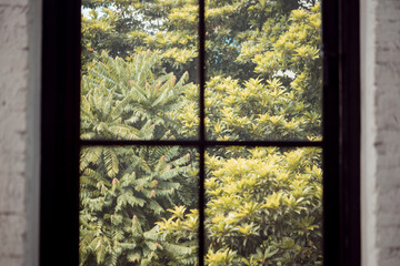 Fototapeta premium View through a window showing lush green foliage and tree branches outside, capturing a peaceful and natural atmosphere from indoors