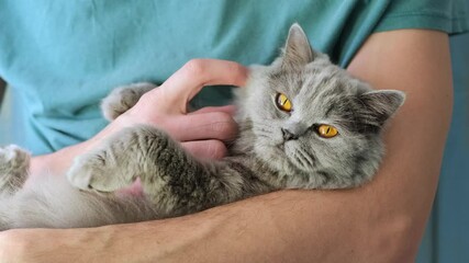 The man holds his gray cat in his lap and looks at him affectionately. Close-up of man holding a gray cat in his arms with a strong hug. - Powered by Adobe