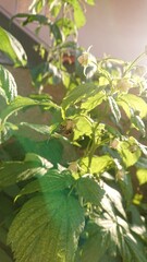 green leaves in the sun