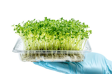 Microgreens in a plastic tray, held in a gloved hand.