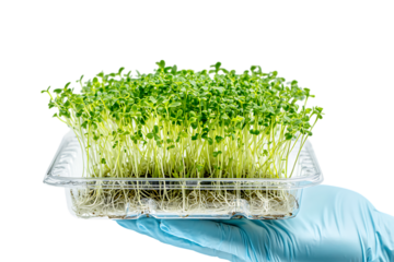 Microgreens in a plastic tray, held in a gloved hand.