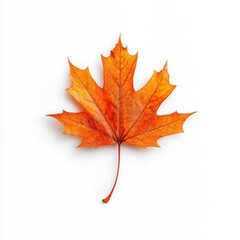 Fototapeta premium Vibrant orange maple leaf isolated on white background