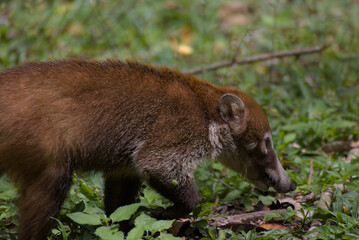wild boar in the woods
