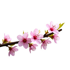 Naklejka premium A branch adorned with delicate pink cherry blossoms graces a clean black background, evoking springtime freshness.