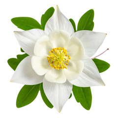 Obraz premium Artistic Top-Down View of White Columbine Flower with Radiating Green Leaves, Isolated PNG