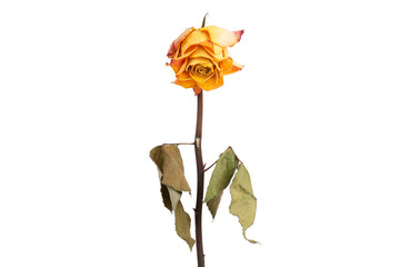 Faded yellow rose.
