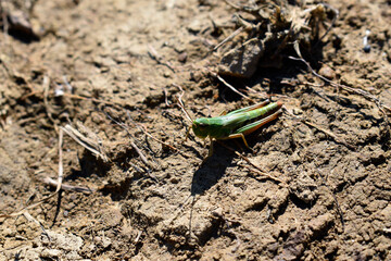 grasshopper on the ground