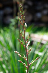 Summer blooming yucca in the garden, selective focus.