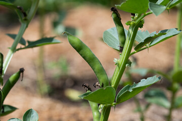 Broad beans blooming in the garden in summer, selective focus.