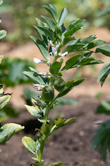 Broad beans blooming in the garden in summer, selective focus.